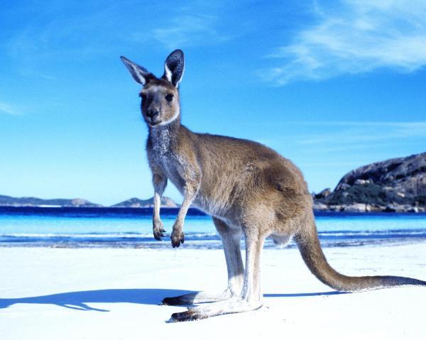申请澳大利亚签证哪些人容易获得批签
